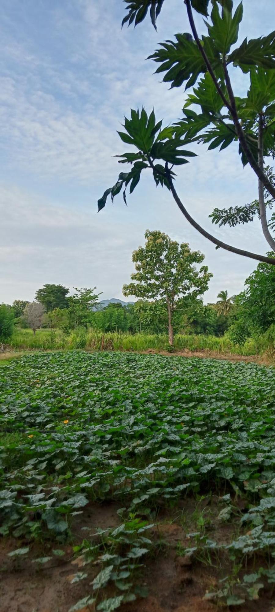 Gimhana Homestay Sigiriya Exterior foto